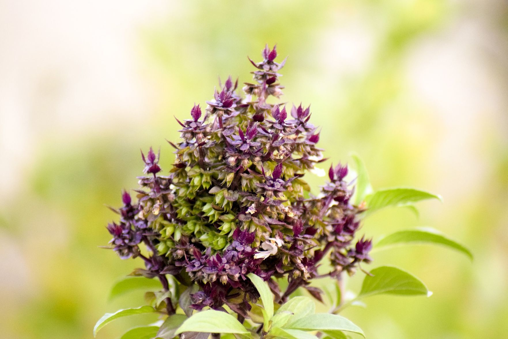 Holy basil